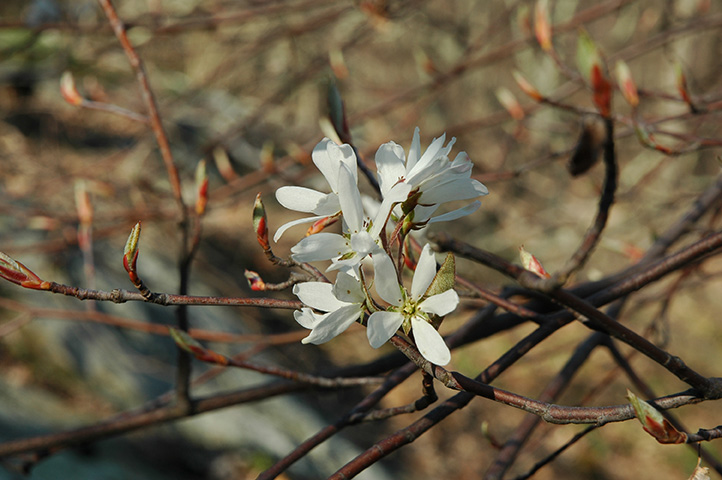 Árbol de Amelanchier.