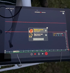 Monitor de murciélagos