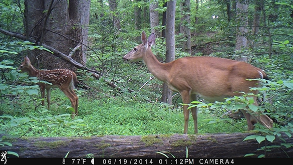 Doe with a fawn