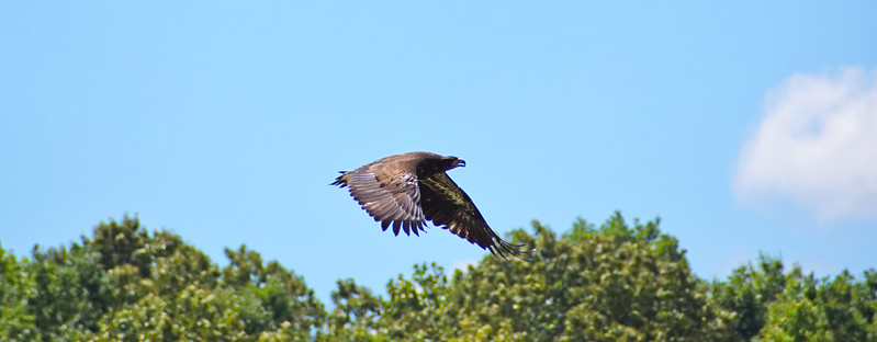 Águila #22-0980 volando
