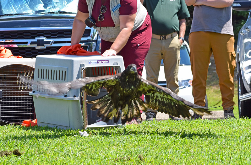 Águila volando fuera del portaaviones.