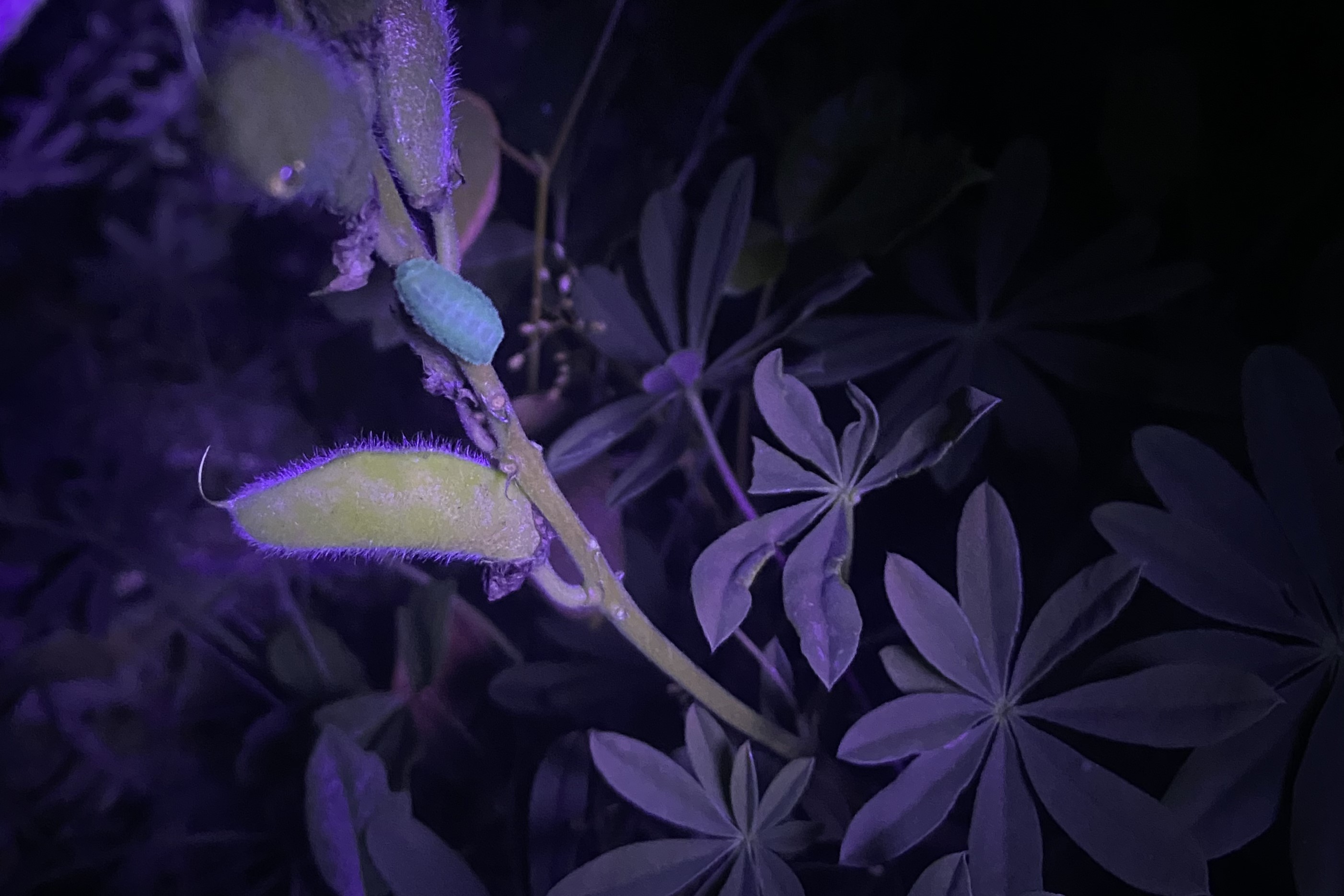 Oruga élfica escarchada en altramuz