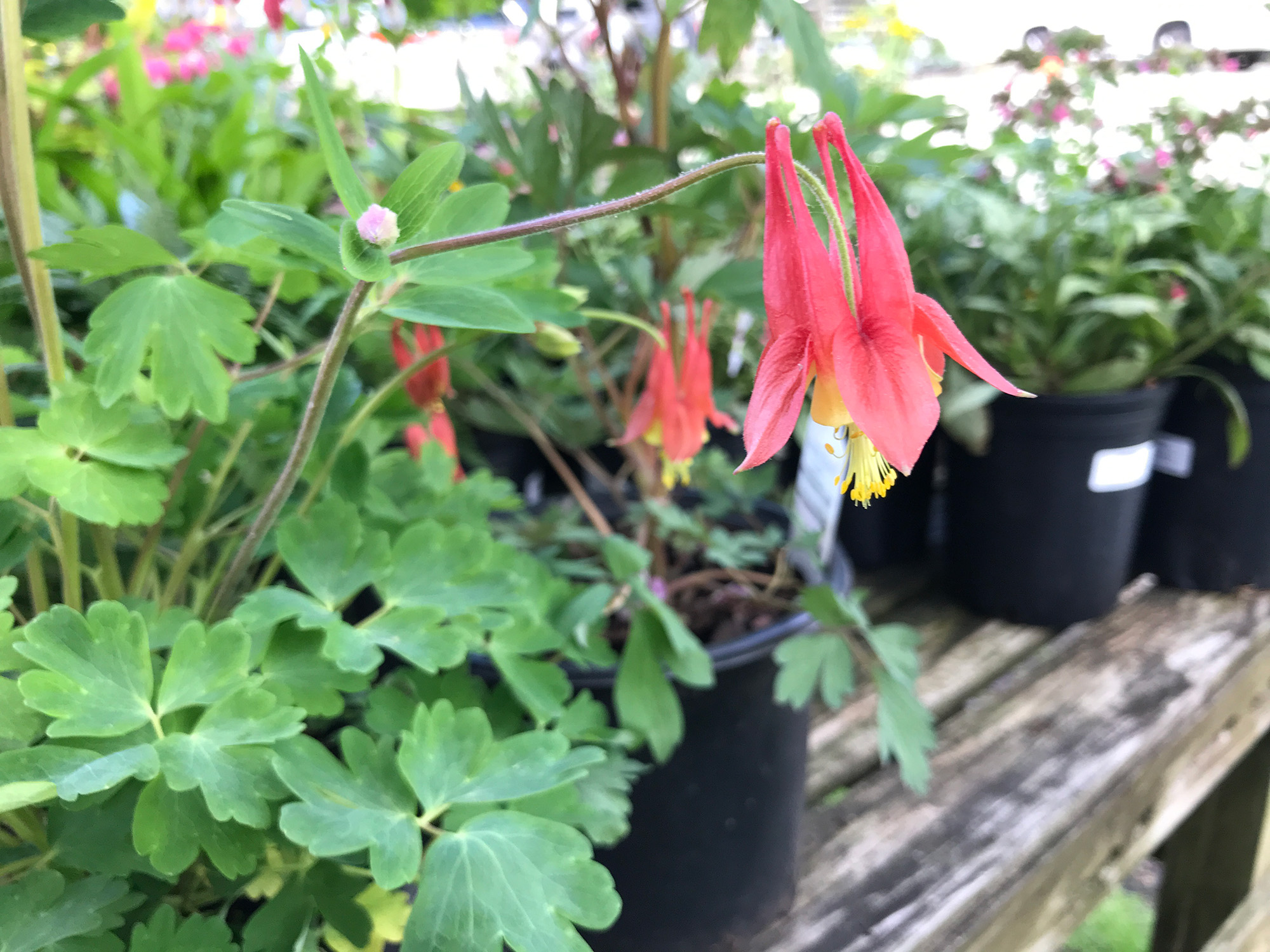 Aguileña roja oriental (Aquilegia canadensis)