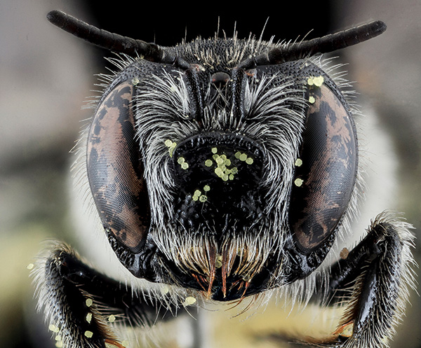 Cactus wood-borer bee