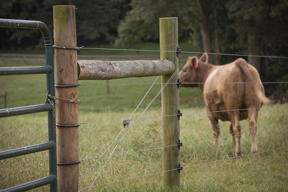 Exclusión de arroyos ganaderos