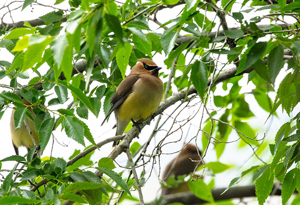 Ala de cera de cedro