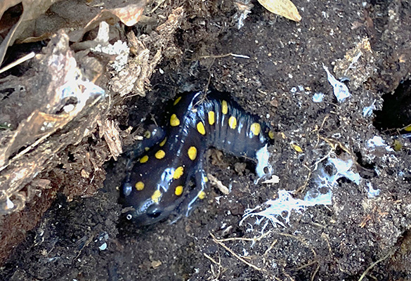 Salamandra moteada
