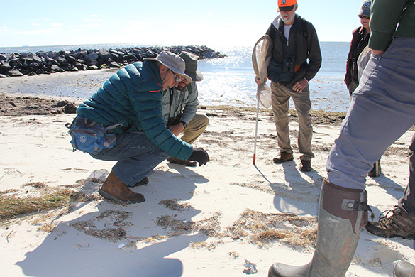 El personal explora la Reserva del Área Natural New Point Comfort para el escarabajo tigre