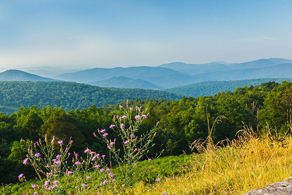 Distrito Norte cerca del mirador de Rattlesnake Point en el Parque Nacional Shenandoah. NPS | N. Lewis Distrito Norte cerca del mirador de Rattlesnake Point en el Parque Nacional Shenandoah. NPS | N. Lewis