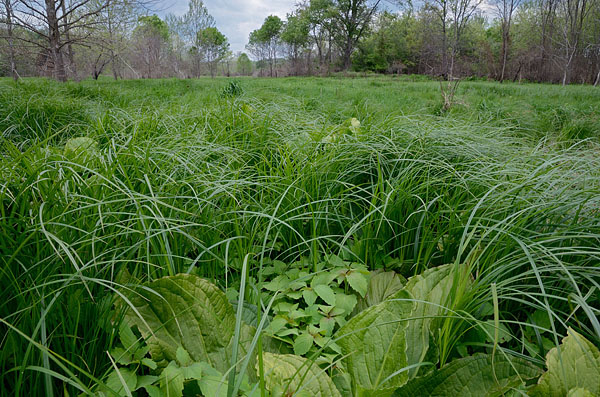 Reserva del Área Natural de la Pradera de Cowbane