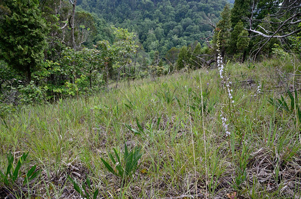 Reserva del Área Natural de los Baldíos de Cleveland