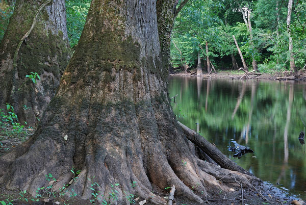 Reserva de las Colinas de Arena de Aguas Negras