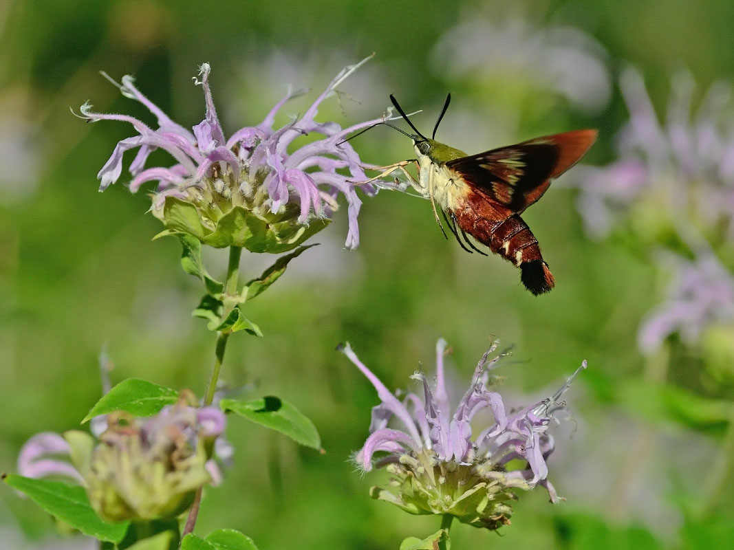 polilla colibrí en Monarda