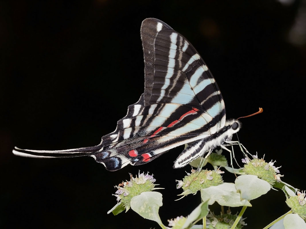 cola de golondrina cebra en flor