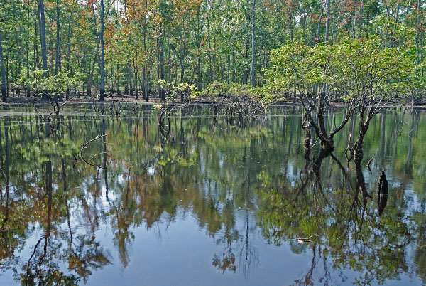 Reserva del Área Natural de Grafton Ponds