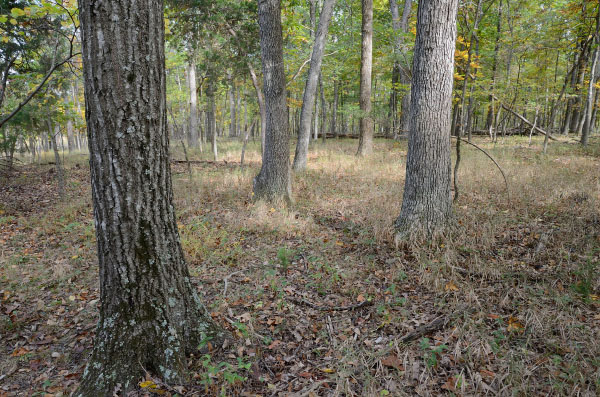Reserva del Área Natural de los Bosques de Elklick