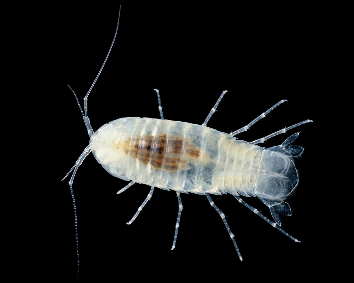 Manantial del río Powell