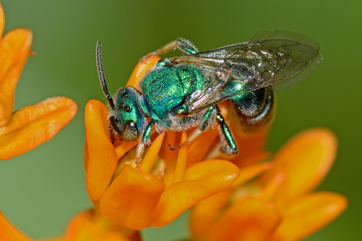 Una abeja sudorípara, (<em>Augochloropsis</em> sp.) Foto de Gary P. Fleming Una abeja sudorípara.