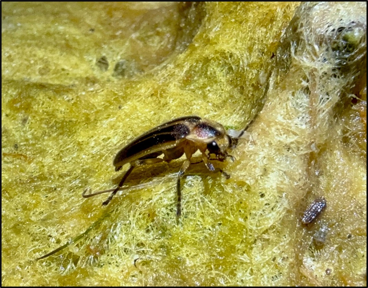 Foto de Bethany Beach Firefly