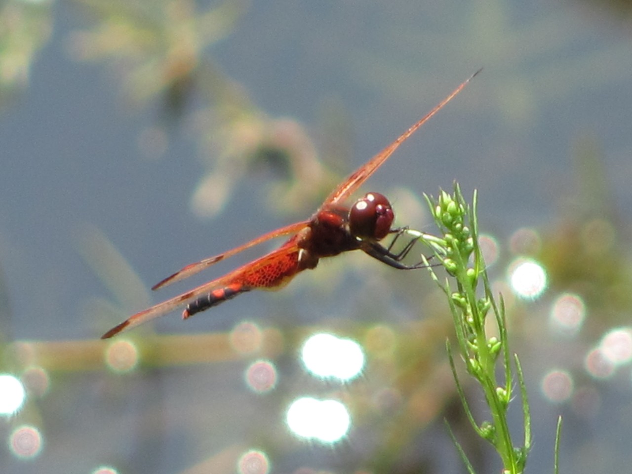 Banderín de calicó, (<em>Celithemis elisa</em>) Foto de Anne Chazal Banderín de calicó