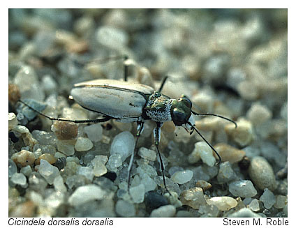 Foto de escarabajo tigre