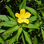 Sauce prímula común (Ludwigia grandiflora ssp. hexapetala)
