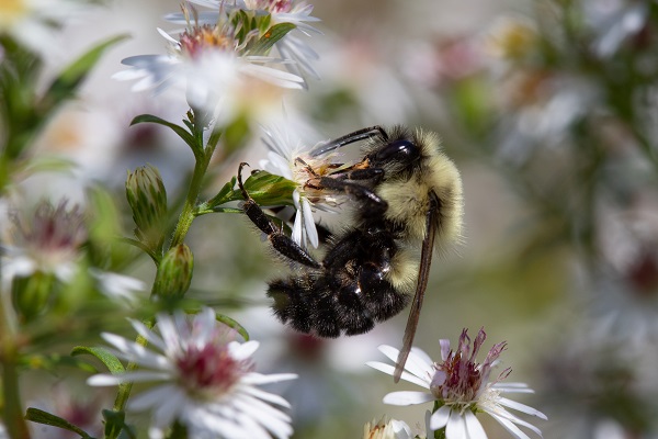 Abejorro común del este, (<em>Bombus impatiens</em>) Foto de Irvine T. Wilson Abejorro común oriental