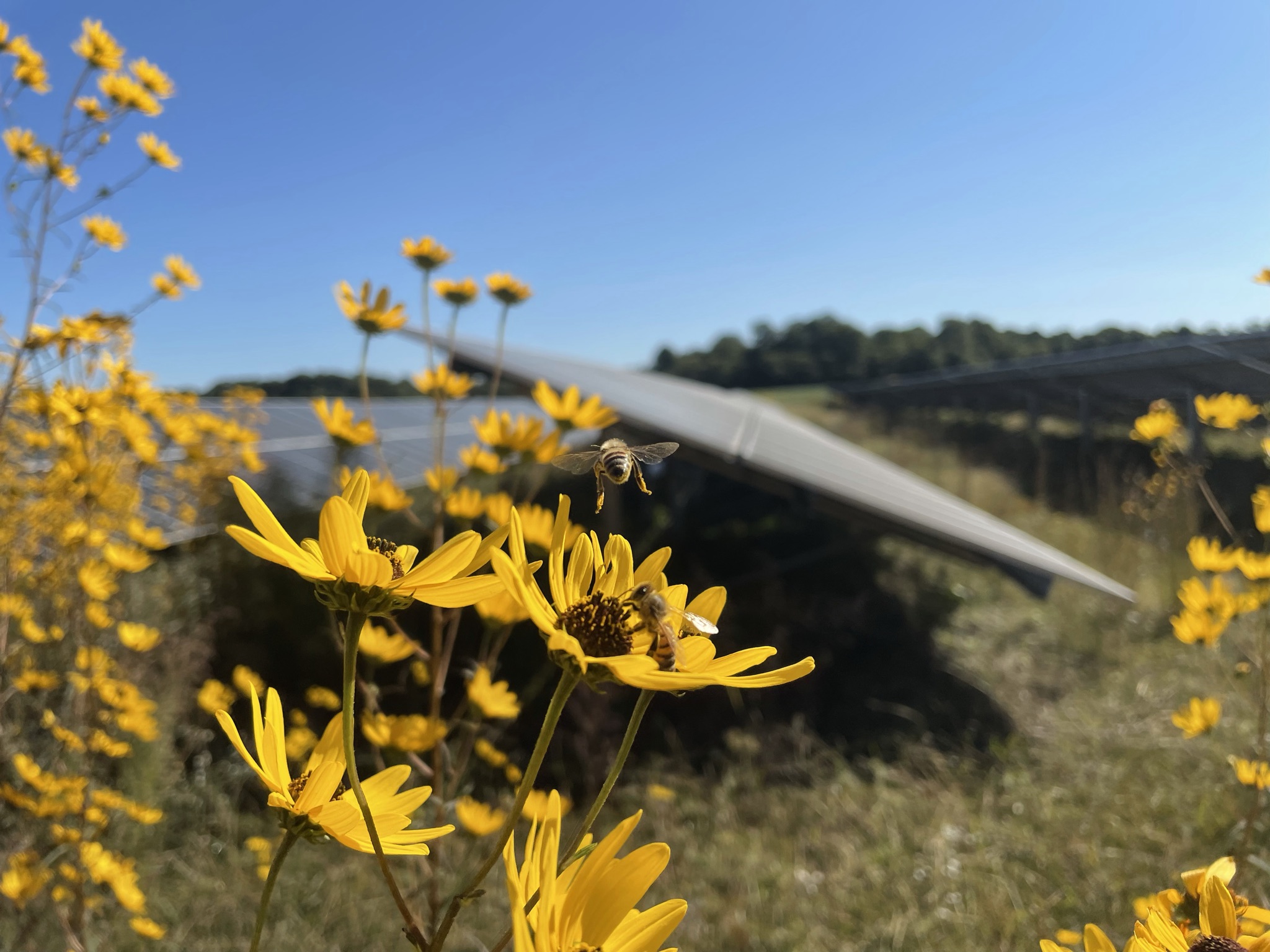 Girasoles visitados por una abeja en las instalaciones solares de la escuela primaria Cople Foto de girasoles autóctonos entre paneles solares
