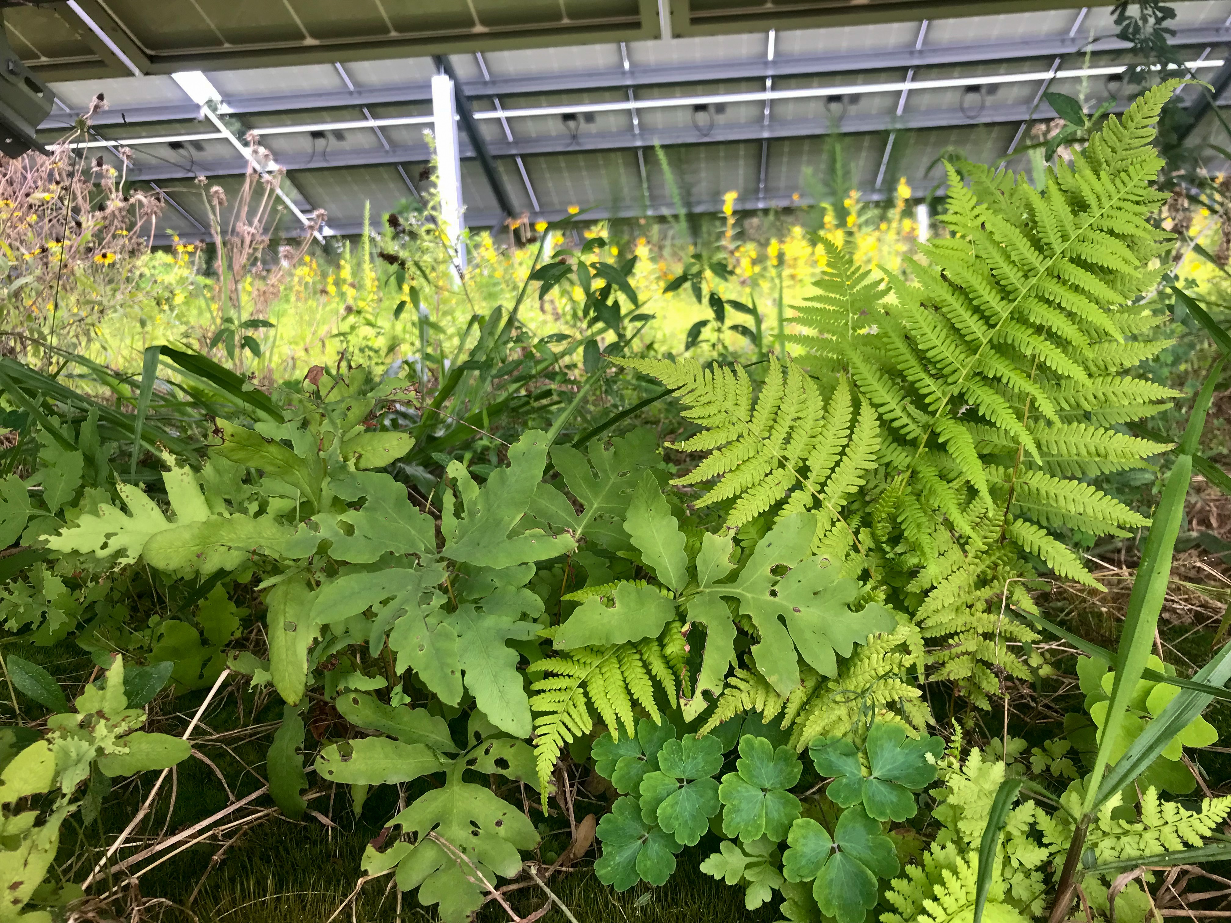 Diversas plantas nativas bajo paneles en la instalación solar de la escuela primaria Cople Foto de vegetación autóctona bajo paneles solares