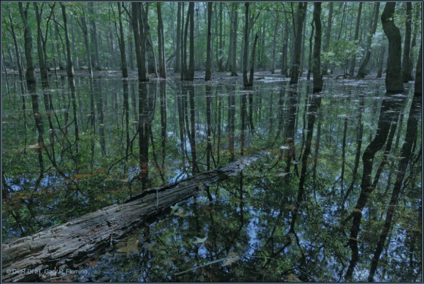 photo of Coastal Plain Seasonal Pond