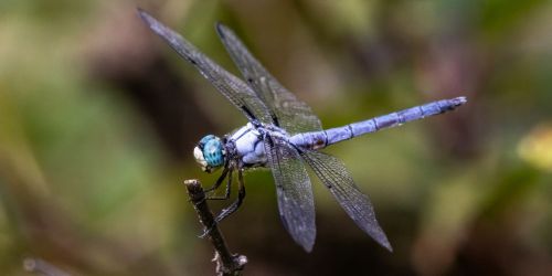 photo of dragonfly