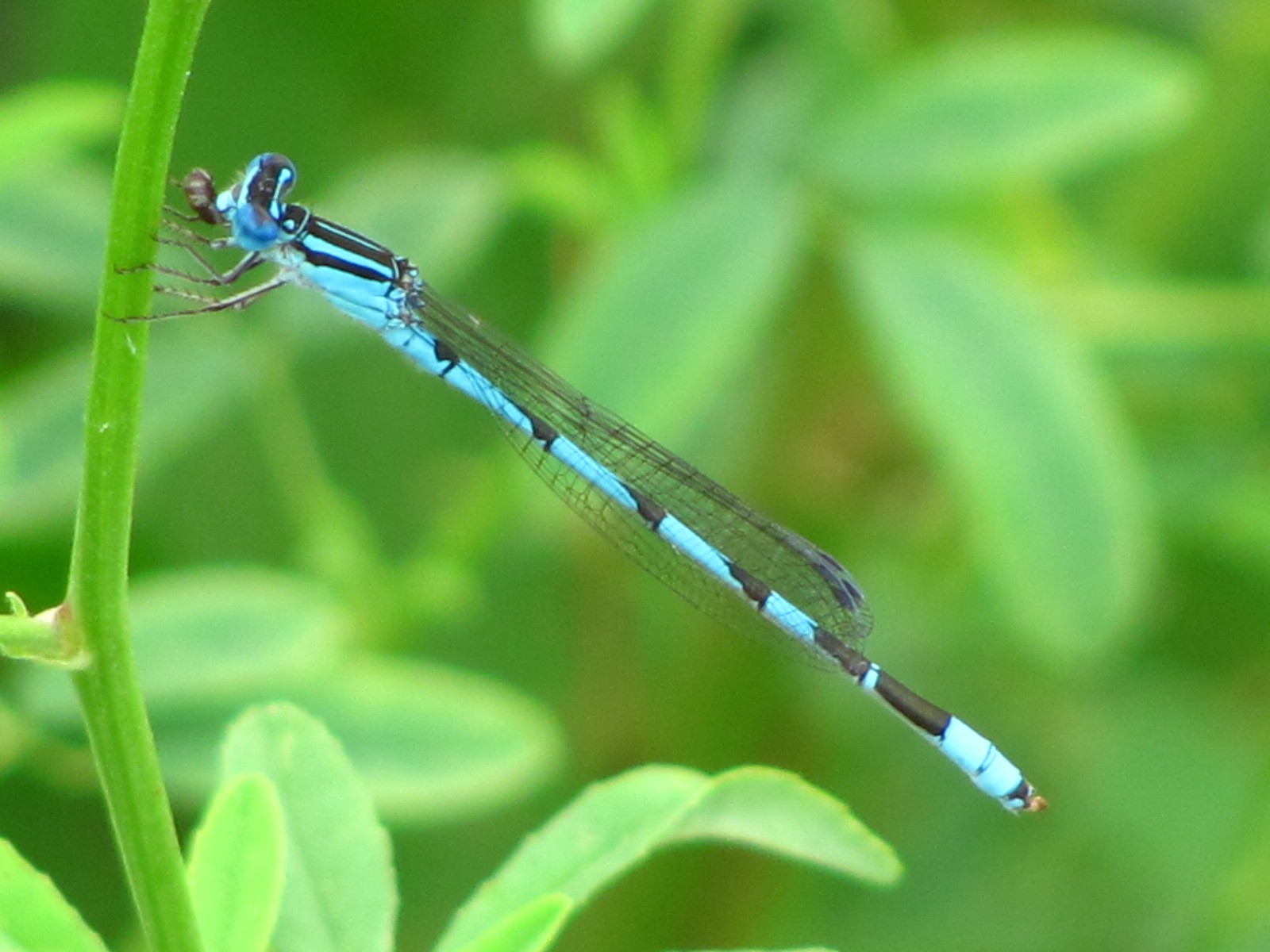 Azul grande, (<em>Enallagma durum</em>) foto de Anne Chazal Big bluet