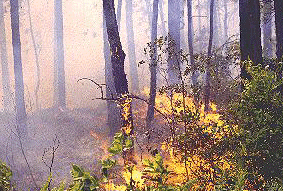 Foto de quema controlada