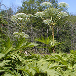 Perejil gigante (Heracleum mantegazzianum)
