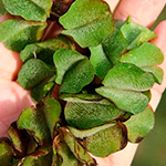 Salvinia gigante (Salvinia molesta)