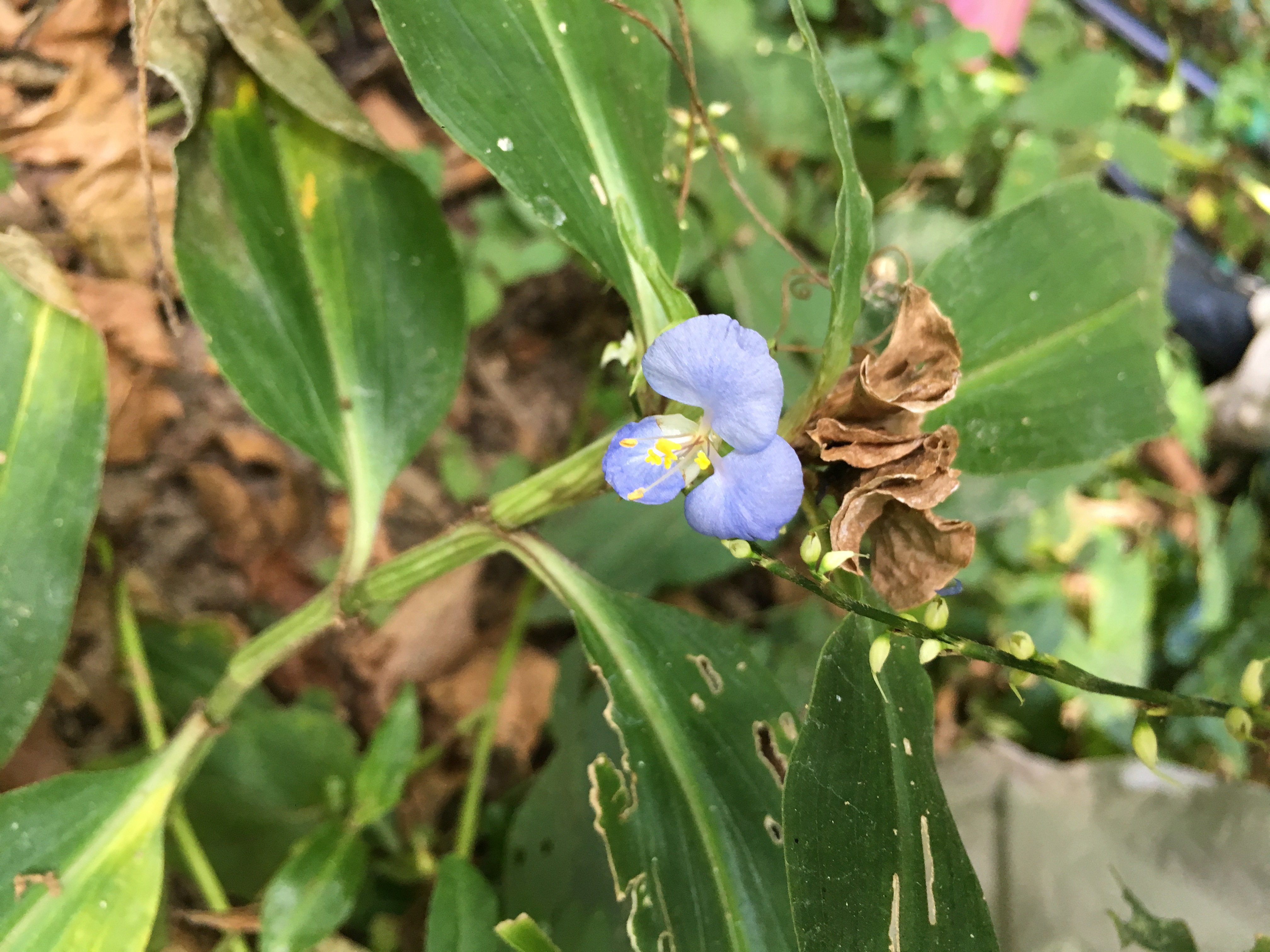 photo native day flower