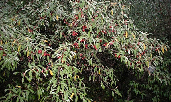 Las especies de plantas invasoras como el olivo de otoño (<em>Elaeagnus umbellate</em>) se propagan con facilidad, gracias a su capacidad para dispersar los frutos con facilidad. Foto de Leslie J. Mehrhoff, Universidad de Connecticut, Bugwood.org. Presentación