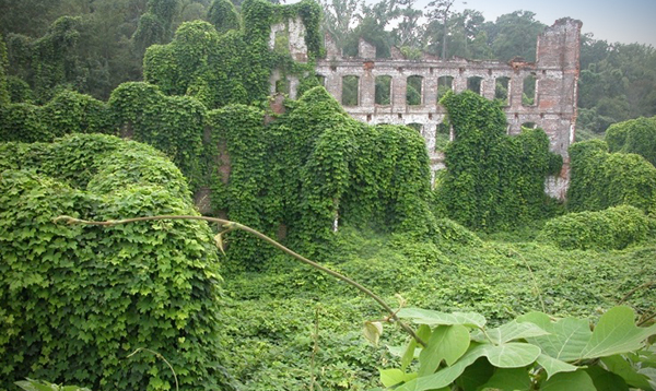 El kudzu (<em>Pueraria montana var. lobata</em>) es una vista común en el sur, donde ha superado a las especies de plantas nativas y, finalmente, a paisajes enteros. Foto de Johnny Randall, Jardín Botánico de Carolina del Norte, Bugwood.org. Presentación