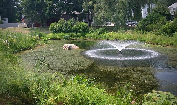 Las especies de plantas invasoras como la <em>hydrilla (Hydrilla verticillata</em>) han demostrado ser difíciles de controlar en sus hábitats no nativos. Foto de Leslie J. Mehrhoff, Universidad de Connecticut, Bugwood.org. Presentación