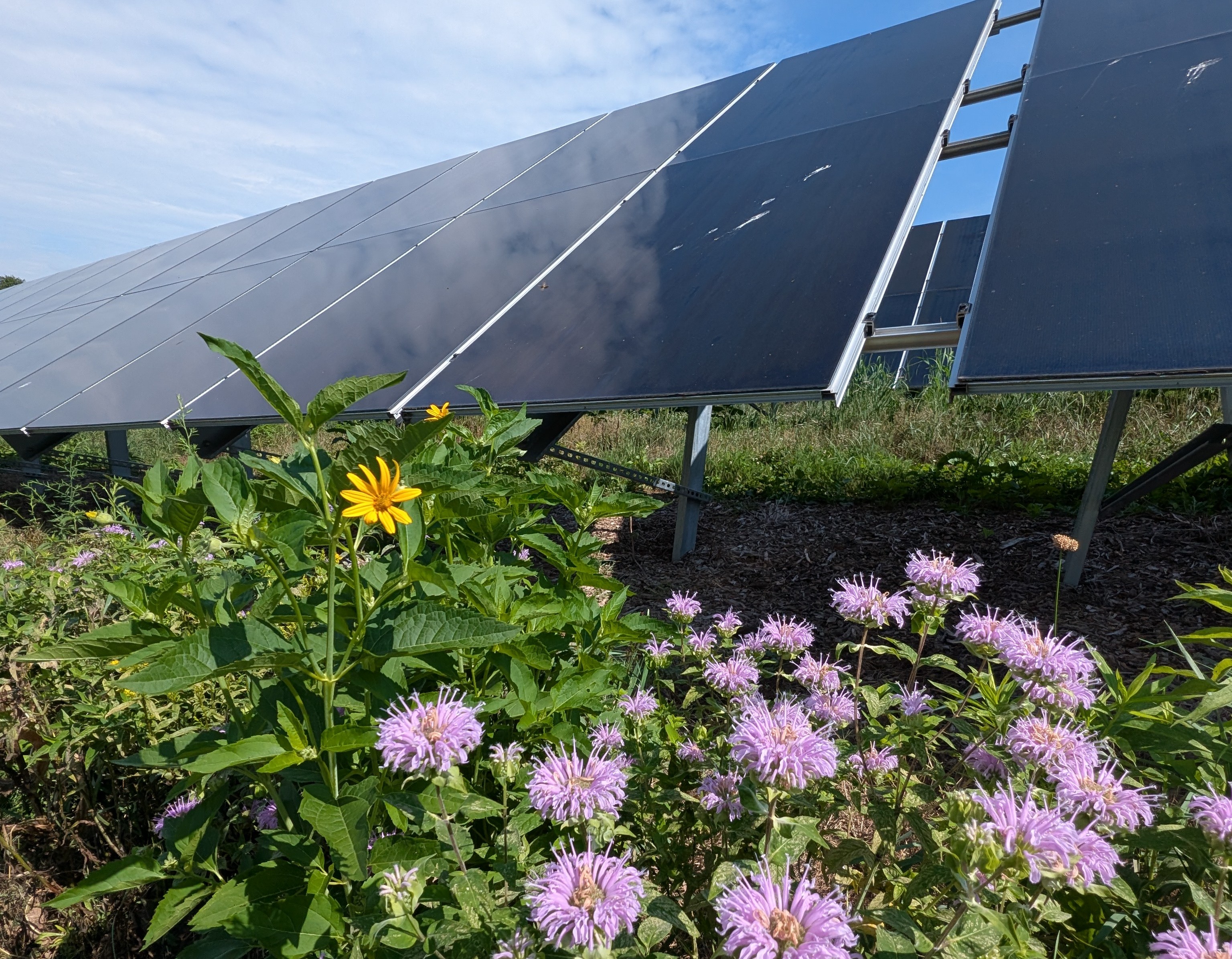 photo JMU Solar facility wildflowers year two
