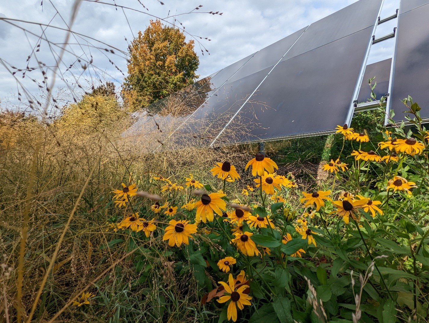 JMU Paneles solares con plantas autóctonas foto JMU Plantas de instalaciones solares