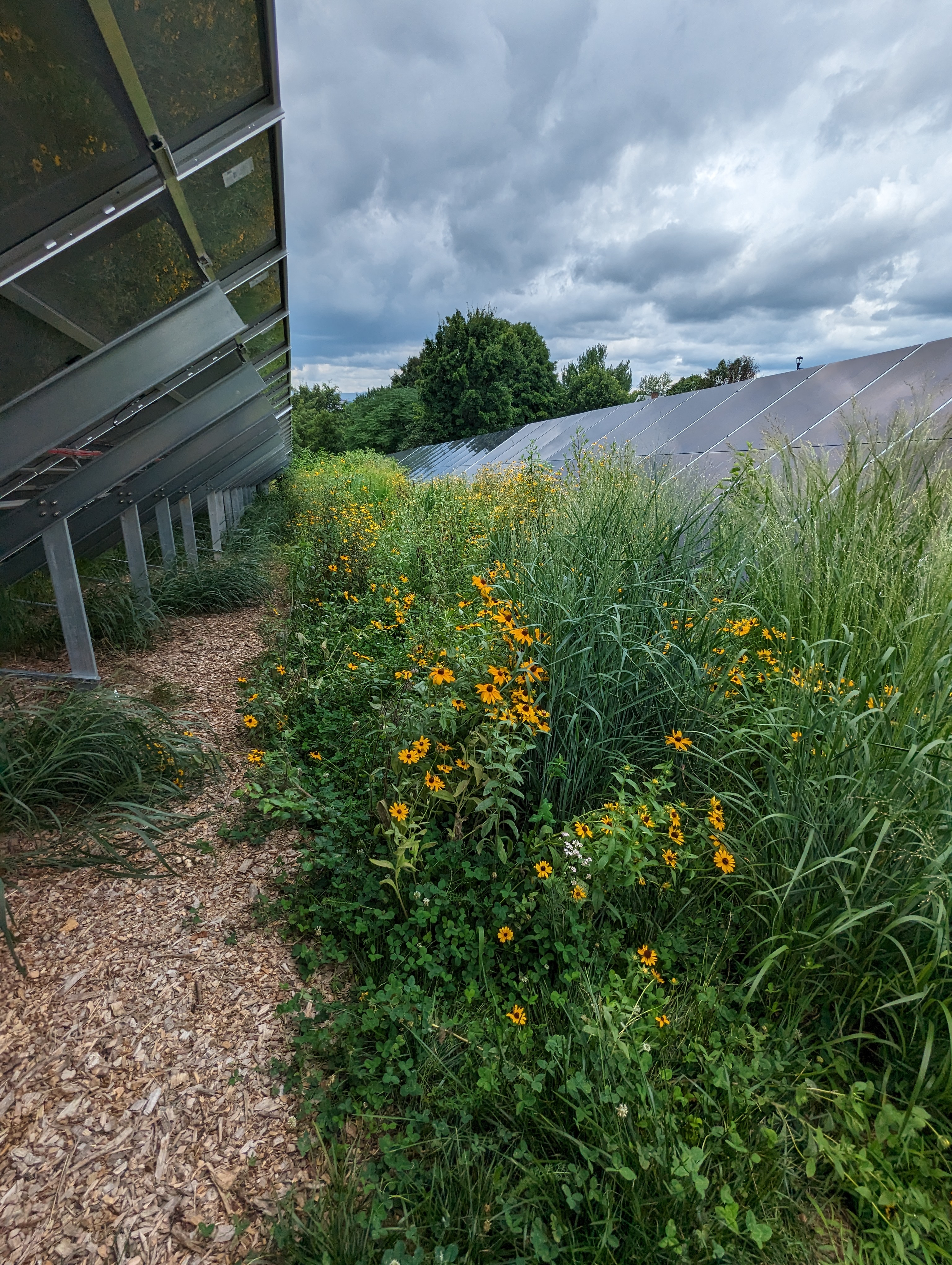 La instalación solar de JMU está certificada como polinizadora inteligente. foto Paneles solares JMU