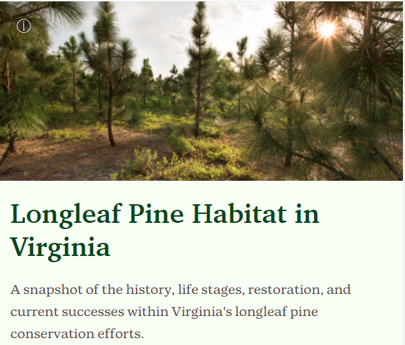 Foto de Long Leaf Pine Storymap
