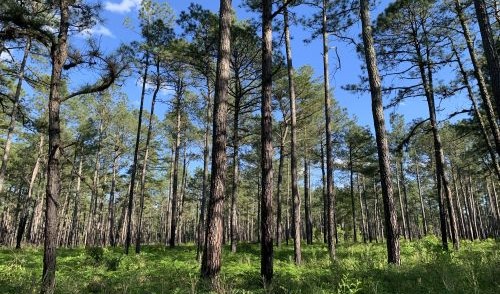 pic of long leaf pine