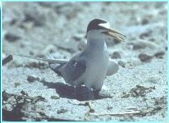 Los charranes mínimos, una rara ave colonial que anida en la playa, anidan en algunas de las reservas del área natural de Virginia