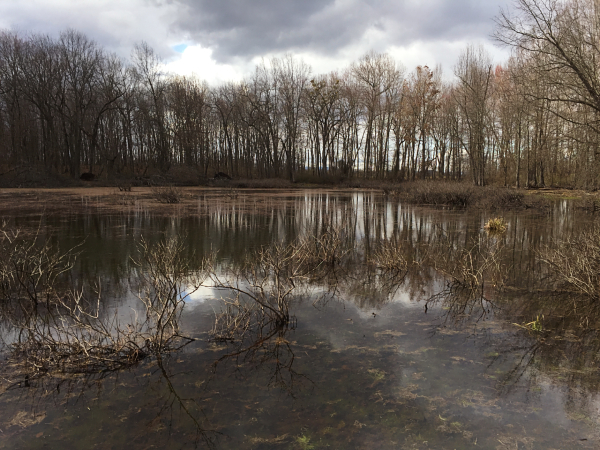 Reserva del Área Natural de los Estanques de Lyndhurst