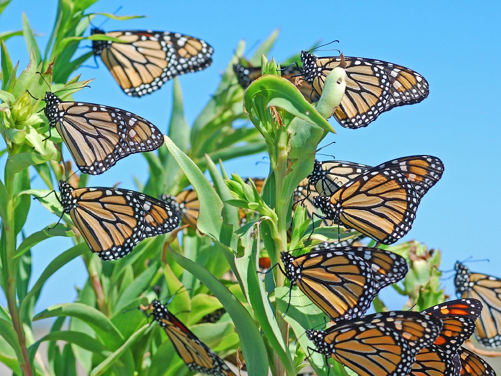 Mariposas monarca, (<em>Danaus plexippus</em>) Foto de Gary P. Fleming Mariposas monarca