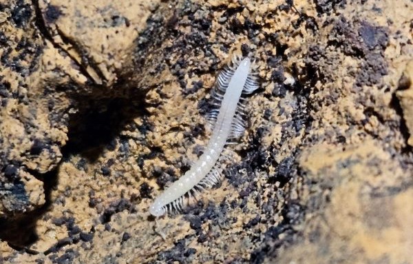 photo Eastern Divide cave millipede