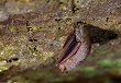 El pipistrelle oriental (Pipistrellus subflavus) es una de al menos dos especies de murciélagos que hibernan en la cueva de Ogdens