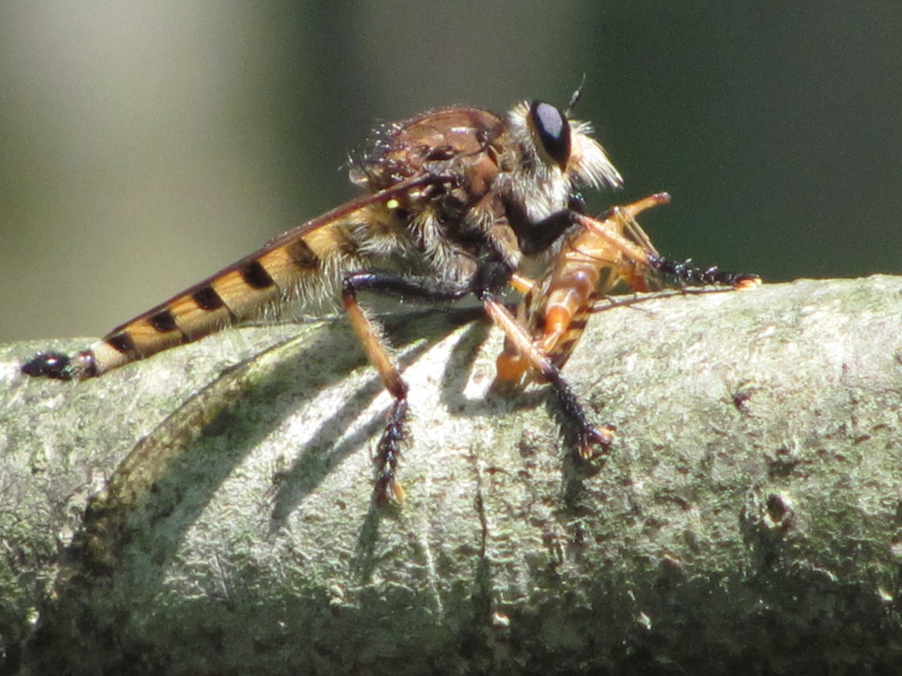 Mosca ladrona, (<em>Triorla interrupta</em>)(Familia <em>asilidae</em>) Foto de Anne Chazal Robber fly